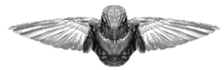 black forest hobby products Logo